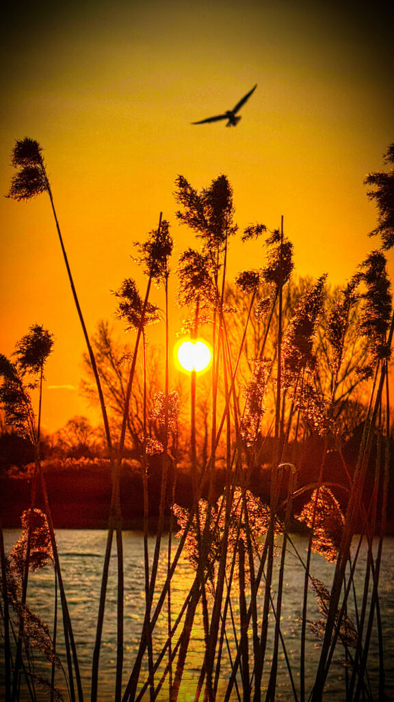 Sonnenuntergang am Rhein nÀhe FÀhranleger Sonnenuntergang am Rhein nÀhe FÀhranleger
