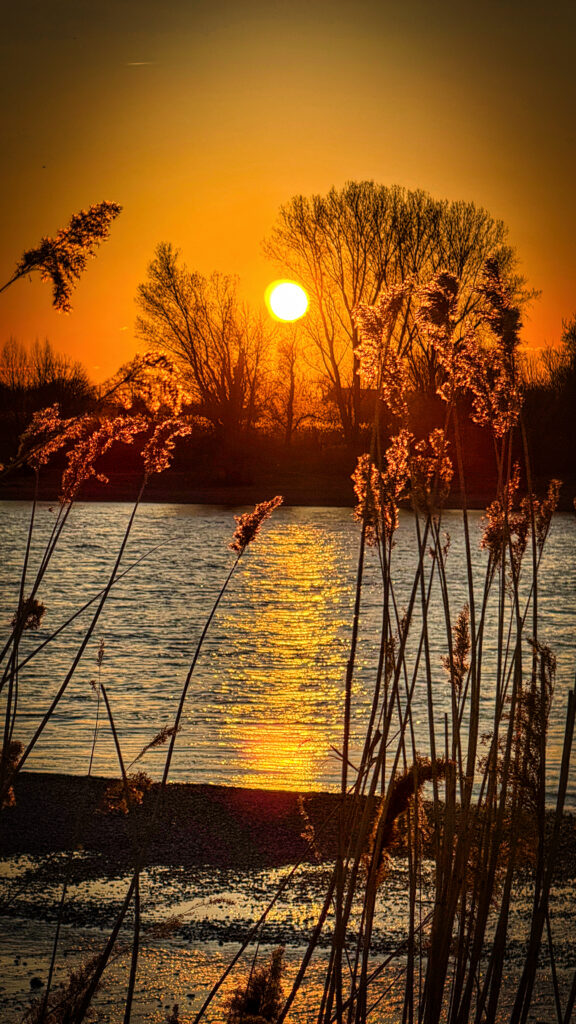 Sonnenuntergang am Rhein nÀhe FÀhranleger Sonnenuntergang am Rhein nÀhe FÀhranleger