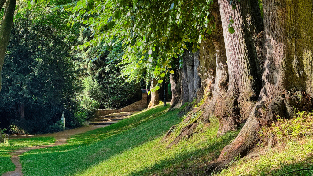 Park mit Baumallee Park mit Baumallee an der Burgallee. Alte BĂ€ume stehen dicht hintereinander erhöht auf der rechten Seite. Auf der linken Seite kleine Parkanlage mit schmalen Weg. Lage unmittelbar gegenĂŒber der Kaiserpfalz.