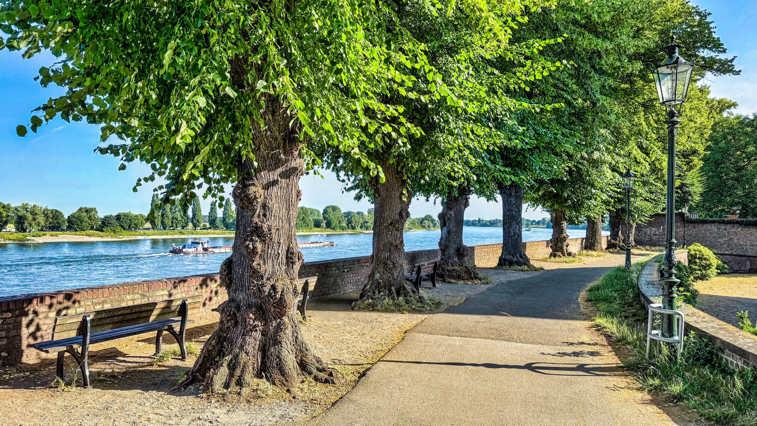 Rheinblick durch alte Baumallee Rheinblick durch alte Baumallee hindurch. Auf dem Rhein befindet sich ein Lastschiff welches FlussabwÀrts fÀhrt. ParkbÀnke stehen zwischen den BÀumen mit Blick auf den Rhein.