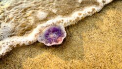 Frankreich Côte d’Opale (#RF003)